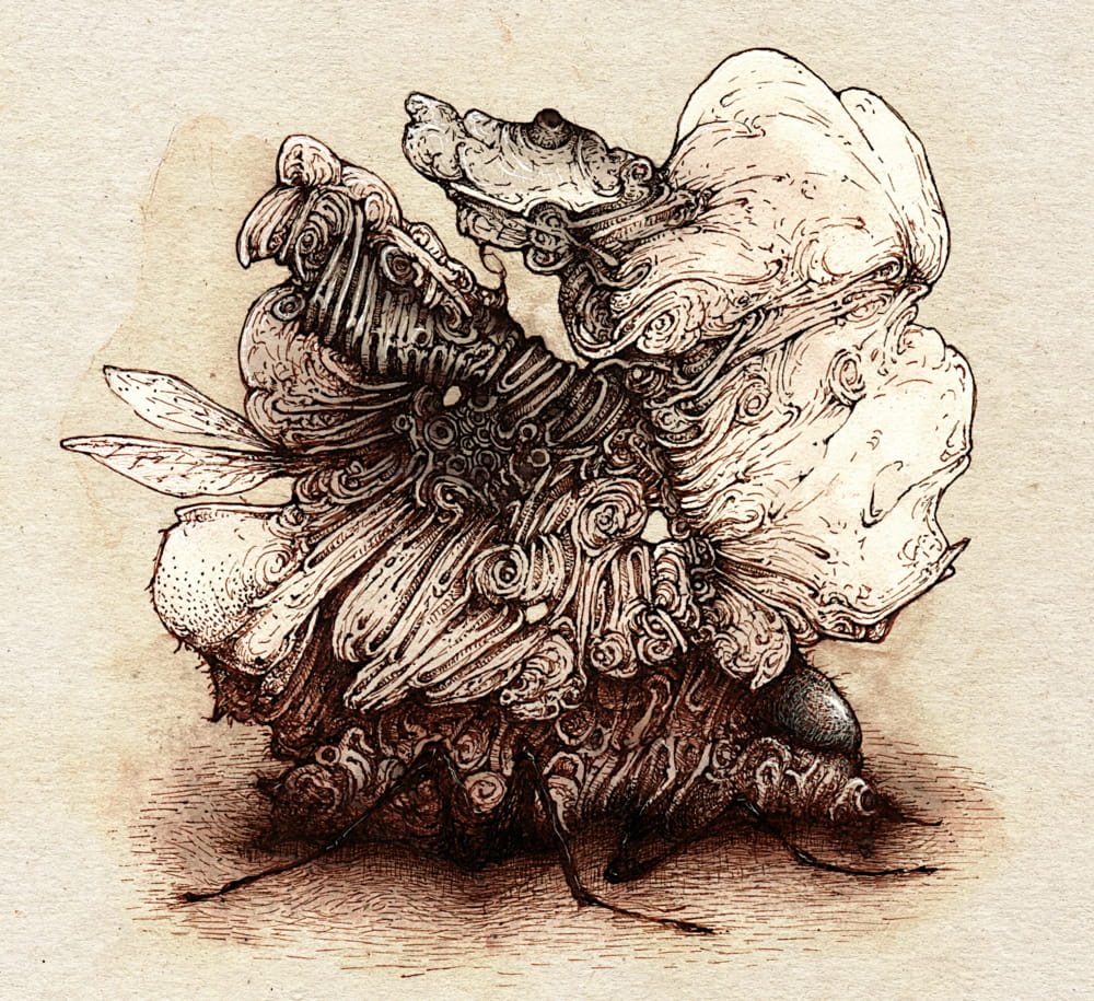 1000x915 fly nut - Walnut Drawings