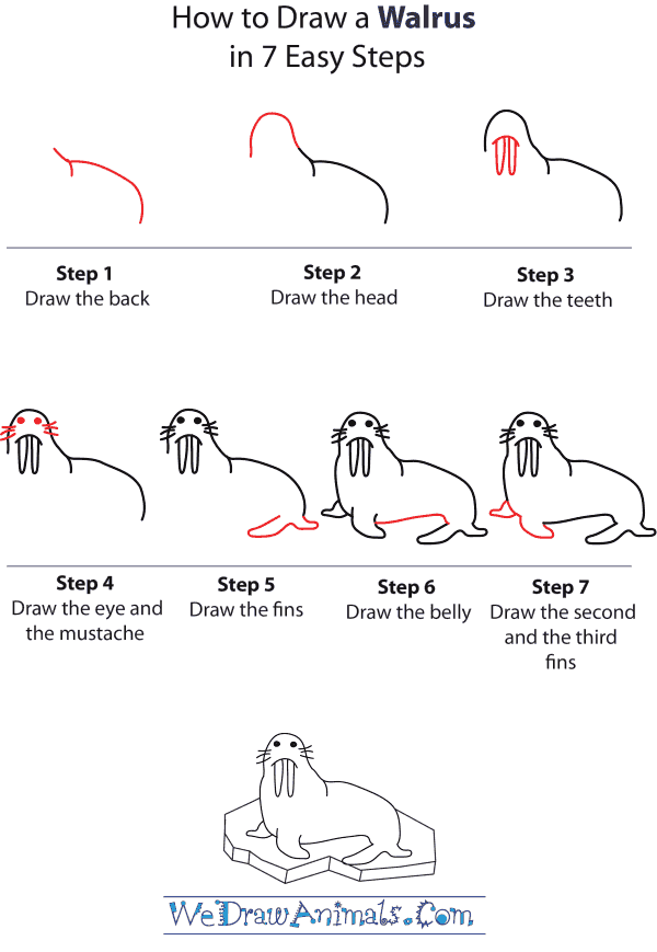 600x869 How To Draw A Walrus - Walrus Drawing