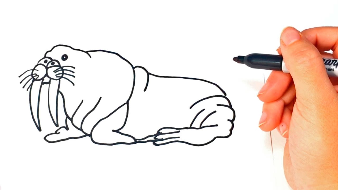1280x720 How To Draw A Walrus Step - Walrus Drawing
