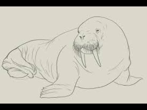 480x360 How To Draw A Walrus - Walrus Drawing