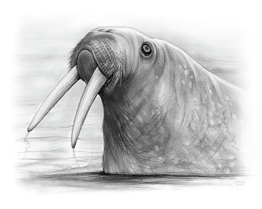 900x720 I Am The Walrus Drawing - Walrus Drawing