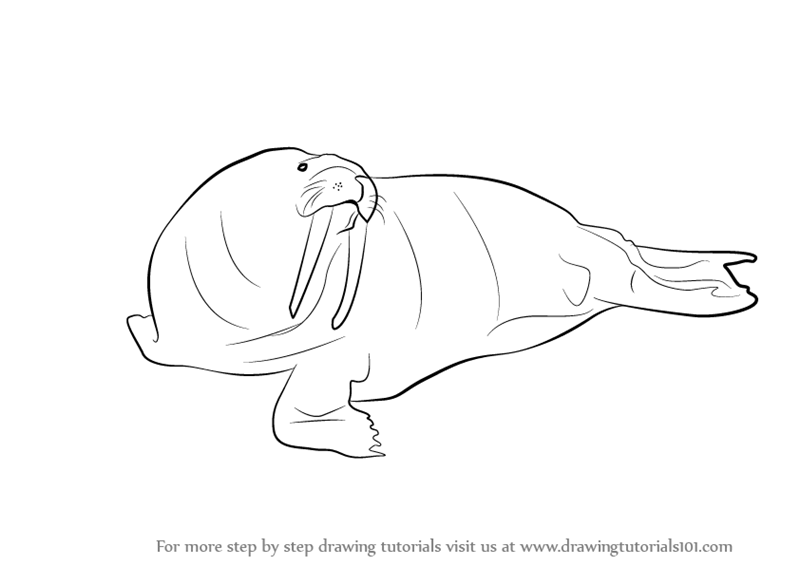 800x566 Learn How To Draw A Walrus - Walrus Drawing
