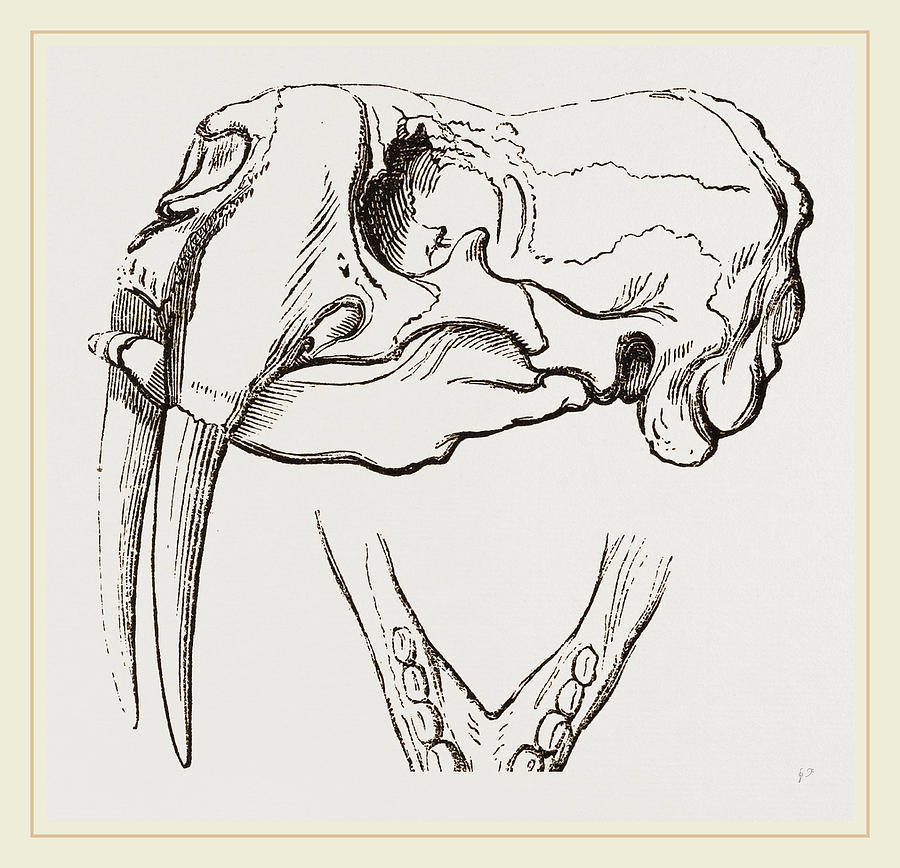 900x868 skull and lower jaw of walrus drawing - Walrus Drawing