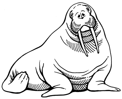 420x342 Walrus Drawing Easy - Walrus Drawing
