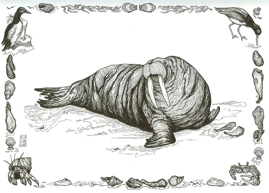 900x646 Walrus Drawing - Walrus Drawing