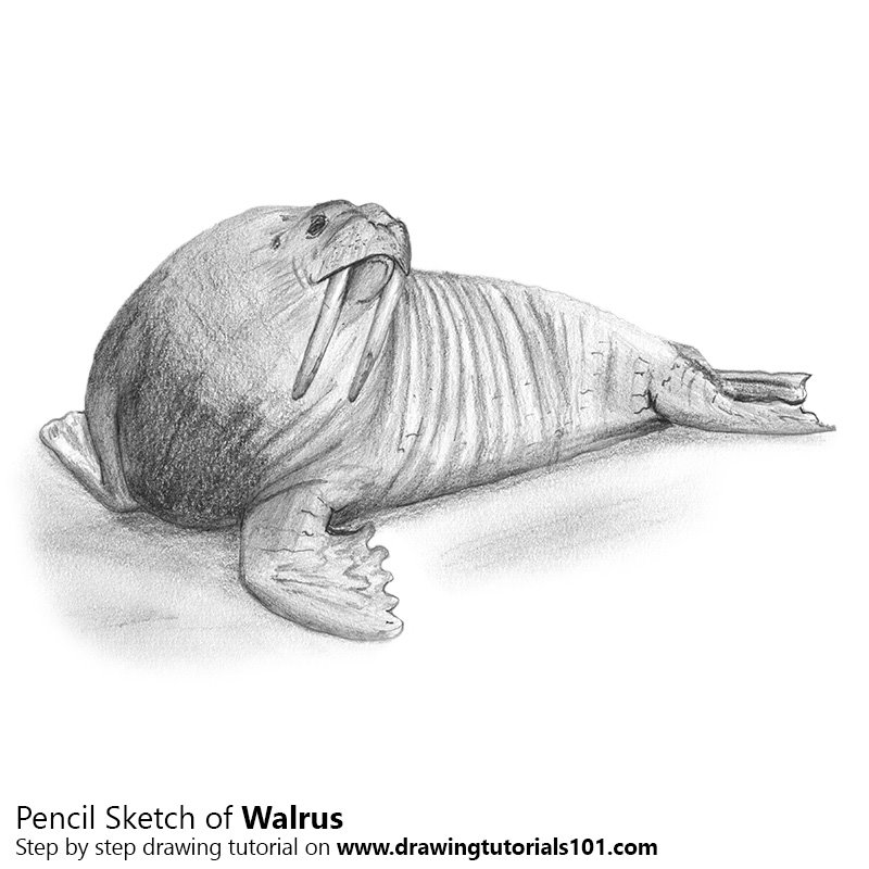 800x800 Walrus Pencil Drawing - Walrus Drawing