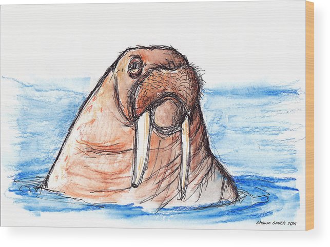 643x482 Walrus Sketch Drawing Wood Print - Walrus Drawing