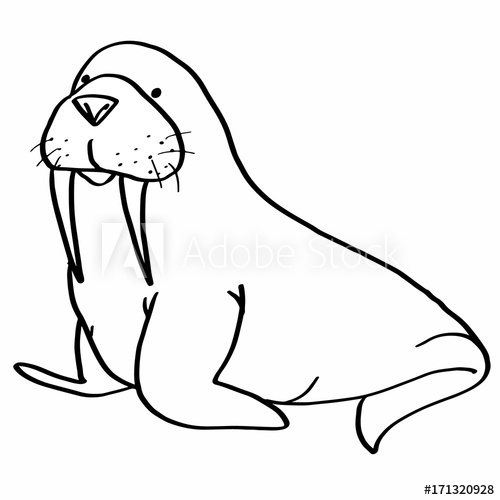 500x500 Walrus Drawing - Walrus Drawing