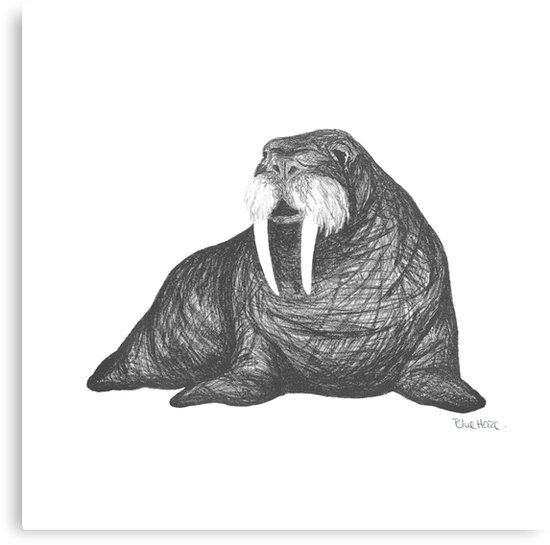 550x545 Frank Wallace In White Walrus Drawing Canvas Print - Walrus Drawing