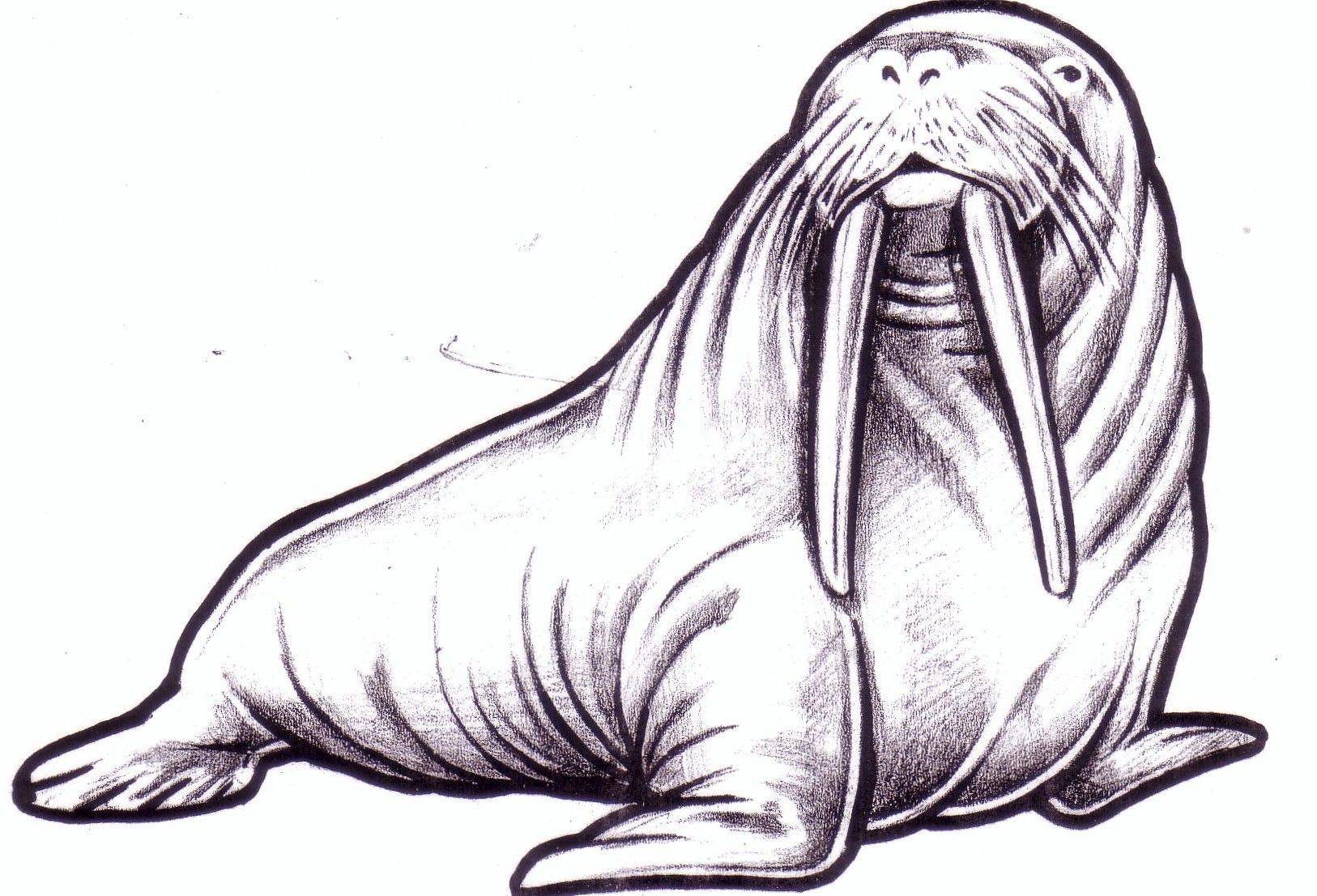 1626x1107 Free Printable Walrus Drawing Printables Animal Drawings, Art - Walrus Drawing