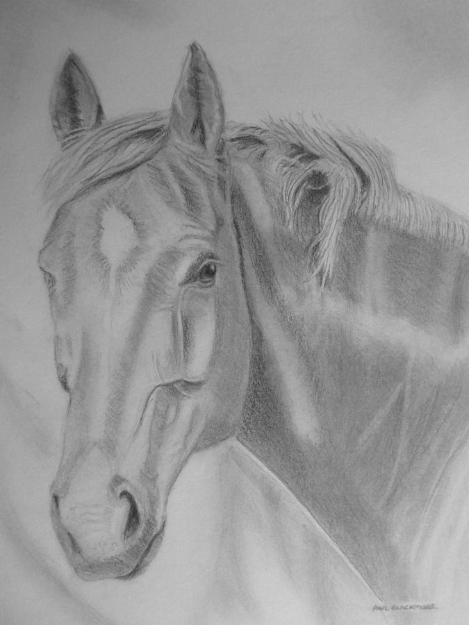 675x900 War Horse Drawing - War Horse Drawing