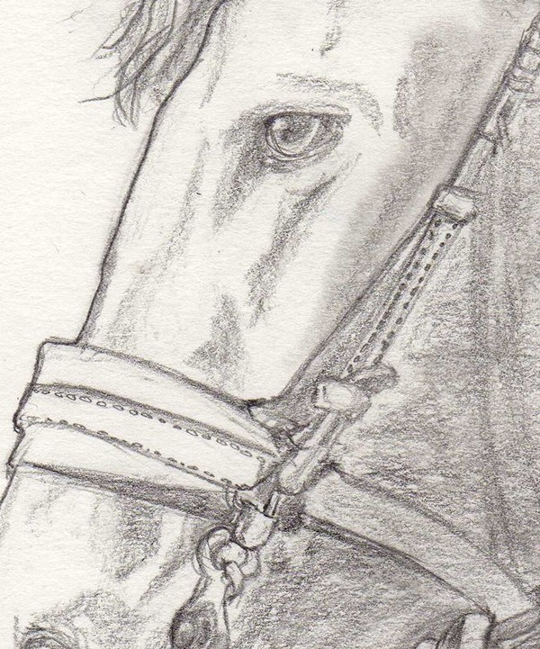 600x721 War Horse Commissioned Piece Drawing For A Friend On Behance - War Horse Drawing