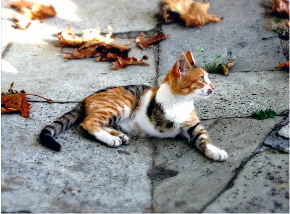 584x431 View Topic - Warrior Cat Drawing Ideas