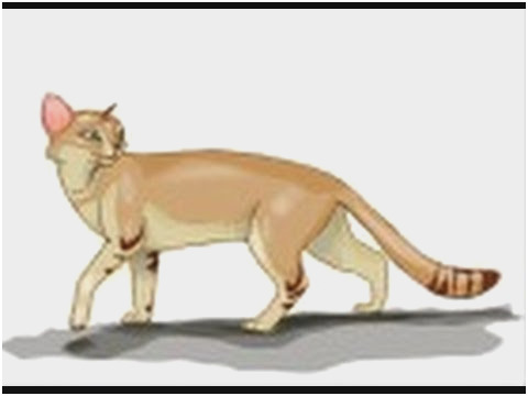 480x360 Warrior Cat Drawing Tutorial Cute Best Ideas About Easy - Warrior Cat Drawing Ideas