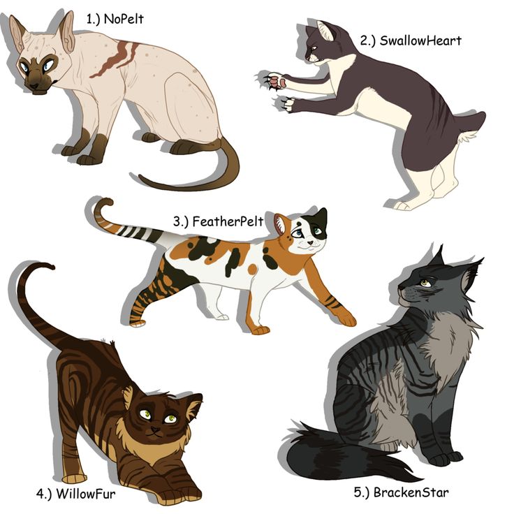 736x736 Warrior Cat Drawings Cat Lovers - Warrior Cat Drawing Ideas