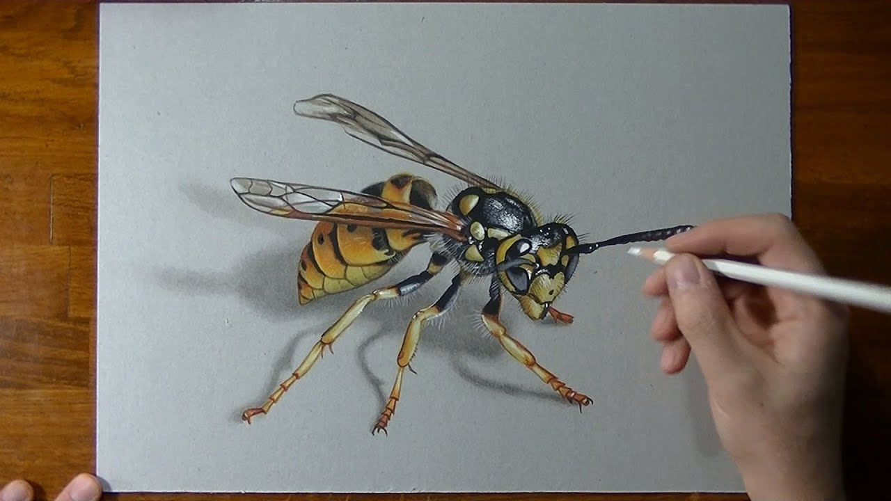 1280x720 how to draw a wasp - Wasp Drawing