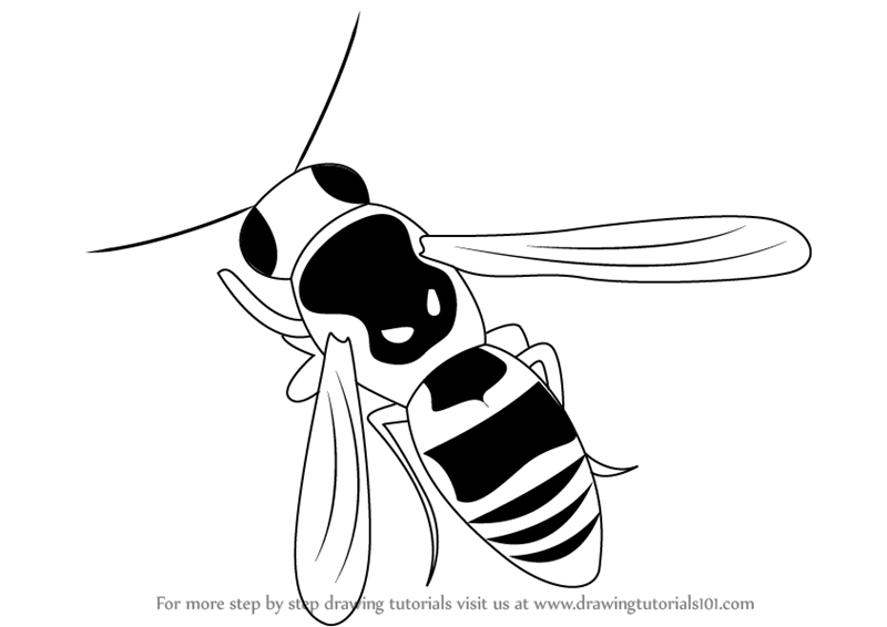 800x566 learn how to draw a wasp - Wasp Drawing
