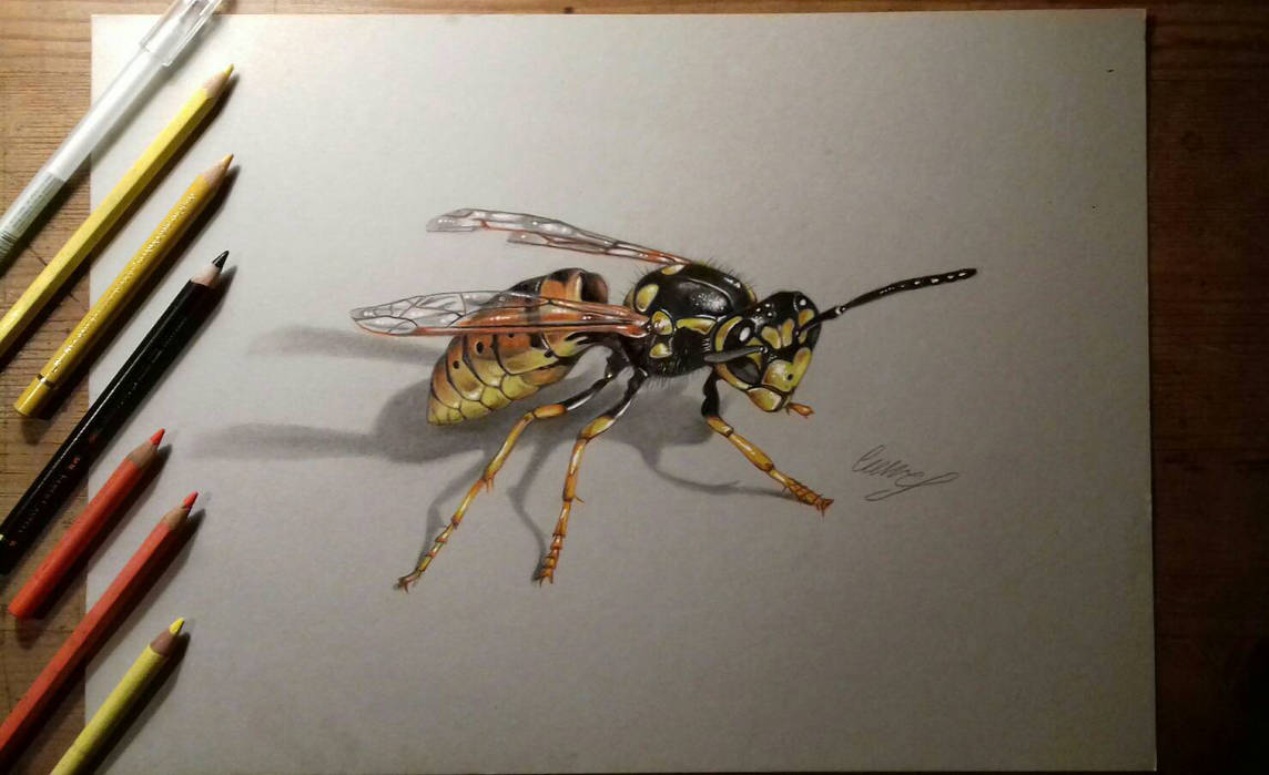 1144x699 wasp drawing - Wasp Drawing