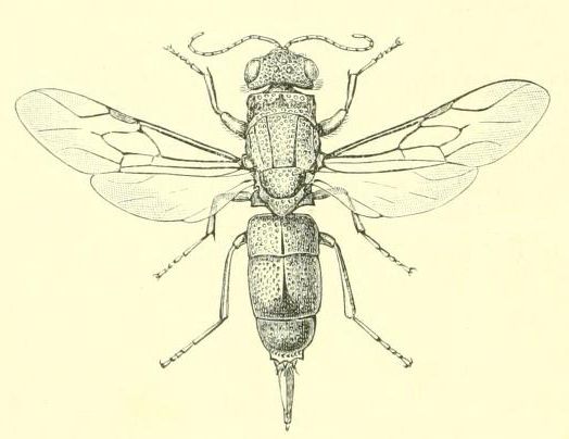 524x404 wasp drawing - Wasp Drawing