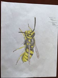 225x300 wasp drawing ebay - Wasp Drawing