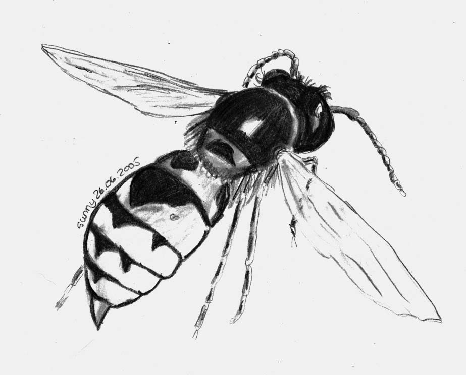 923x744 wasp drawing high quality drawing skill - Wasp Drawing