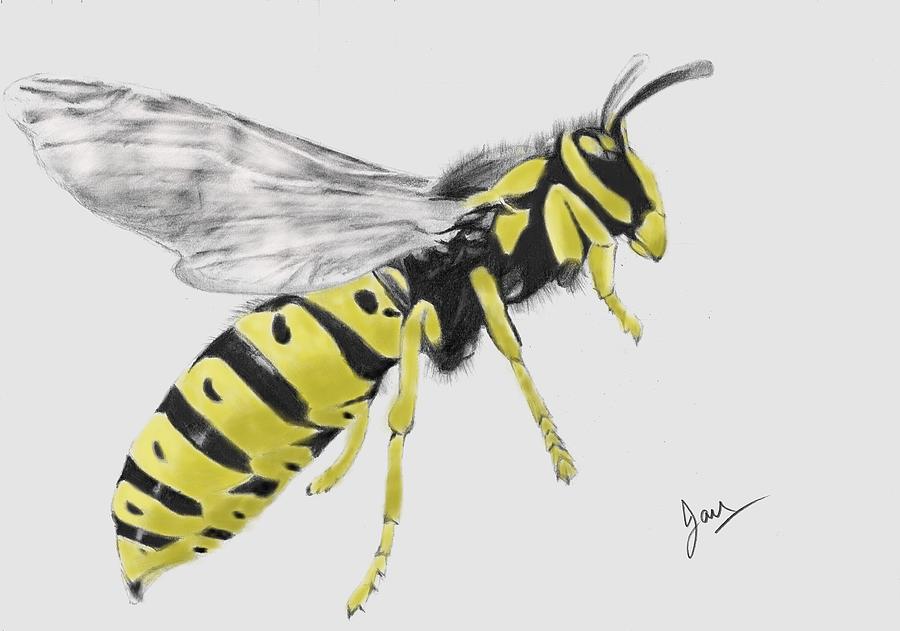 900x631 wasp drawing - Wasp Drawing