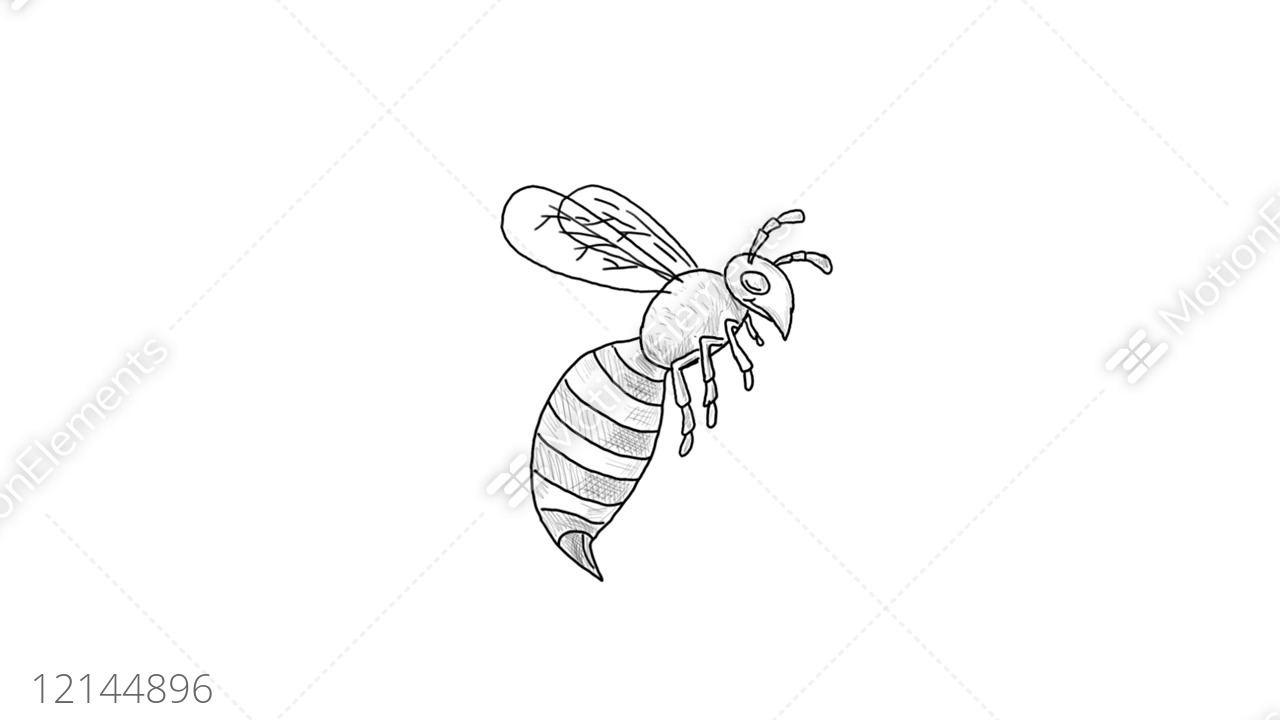 1280x720 wasp flying side drawing animation stock animation - Wasp Drawing