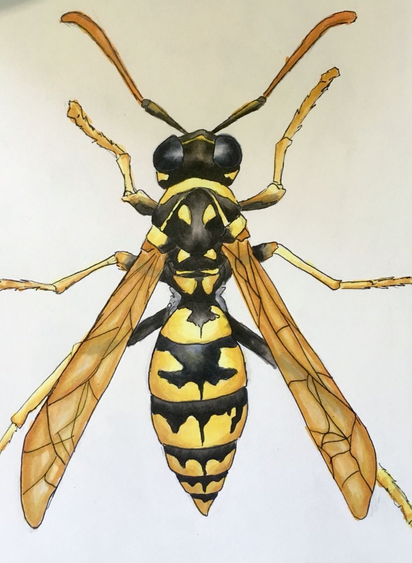 832x1136 wasp drawing - Wasp Drawing