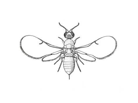 Wasp Drawing at PaintingValley.com | Explore collection of Wasp Drawing