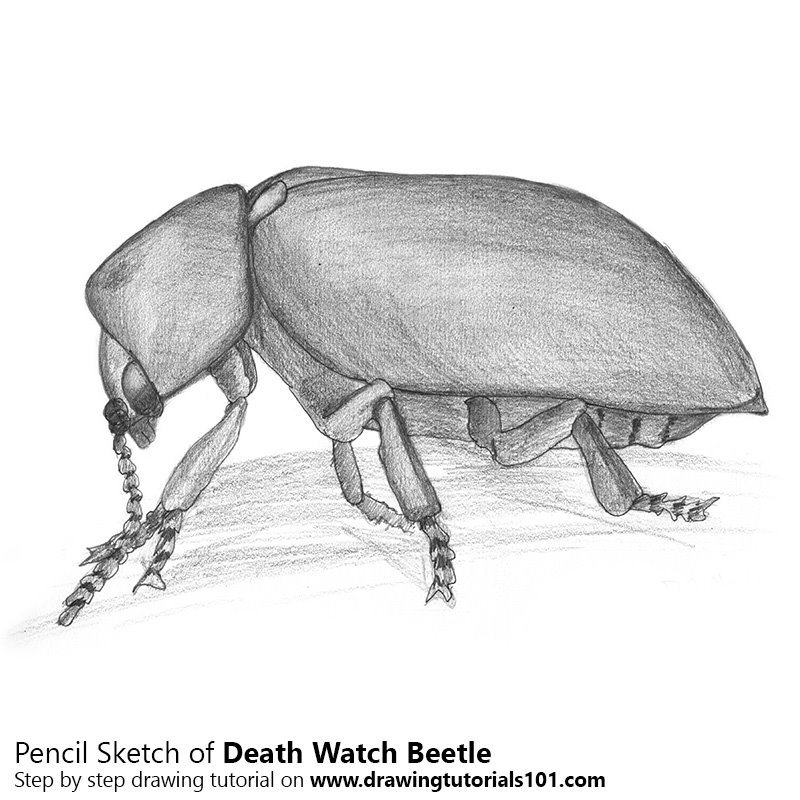 800x800 Death Watch Beetle Pencil Drawing - Watch Pencil Drawing