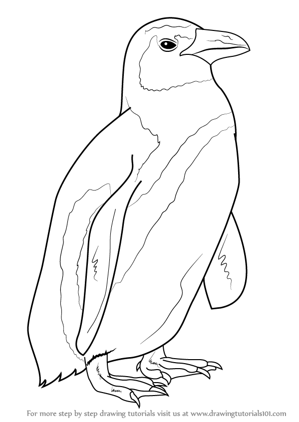 599x846 Learn How To Draw An African Penguin - Water Animals Drawing