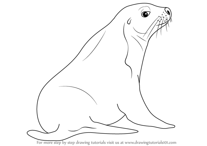 800x566 Learn How To Draw An Australian Sea Lion - Water Animals Drawing
