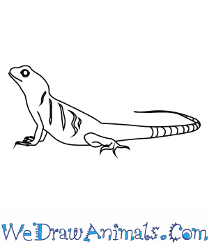 300x350 How To Draw An Asian Water Dragon - Water Dragon Drawing