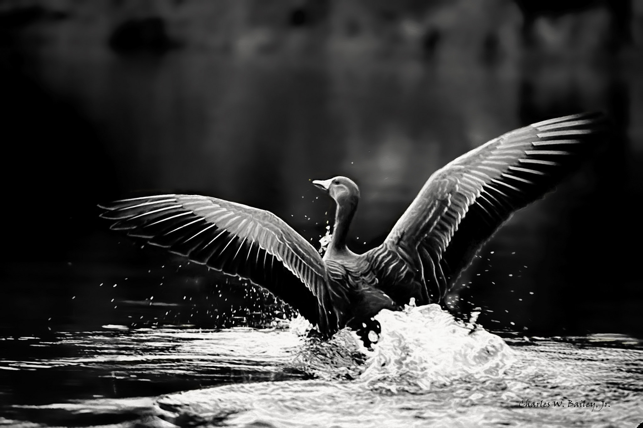 2048x1365 Digital Chalk And Charcoal Drawing Of A Goose Landing In Water - Water Effect Drawing