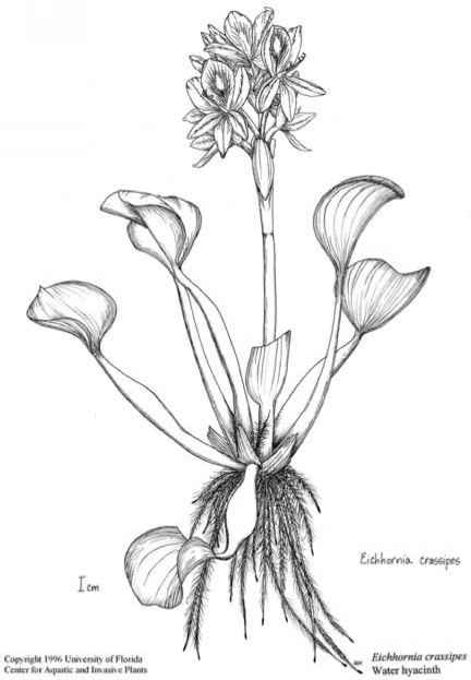 432x623 floating aquatic plant systems - Water Hyacinth Drawing