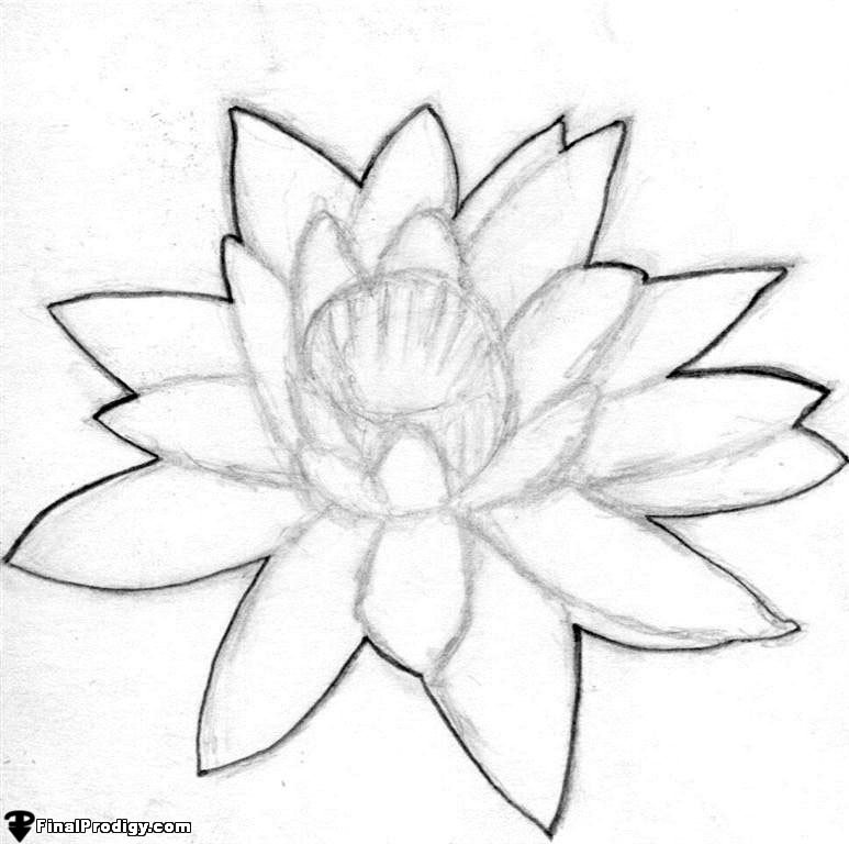 773x768 How To Draw A Water Lily - Water Hyacinth Drawing