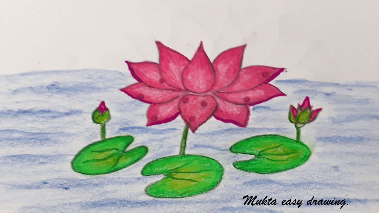 1280x720 how to draw waterlily step - Water Hyacinth Drawing