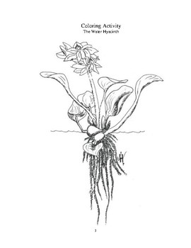 270x350 invasive species alien invaders and the water hyacinth tpt - Water Hyacinth Drawing
