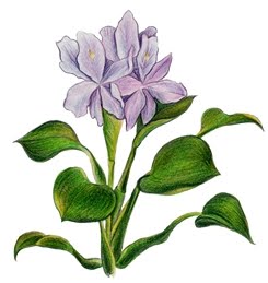 245x259 the pondplant girl's blog water hyacinth care - Water Hyacinth Drawing