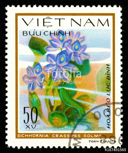 418x500 Ukraine - Water Hyacinth Drawing