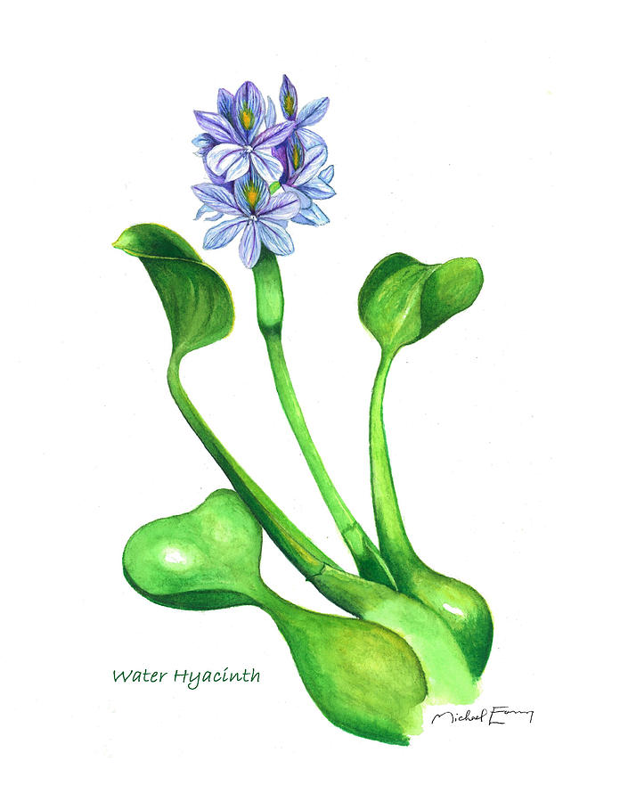 Water Hyacinth Drawing at Explore collection of