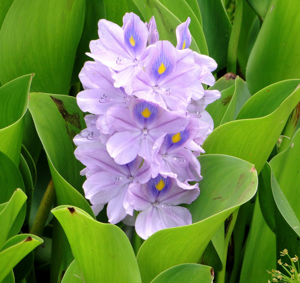 Water Hyacinth Drawing at Explore collection of