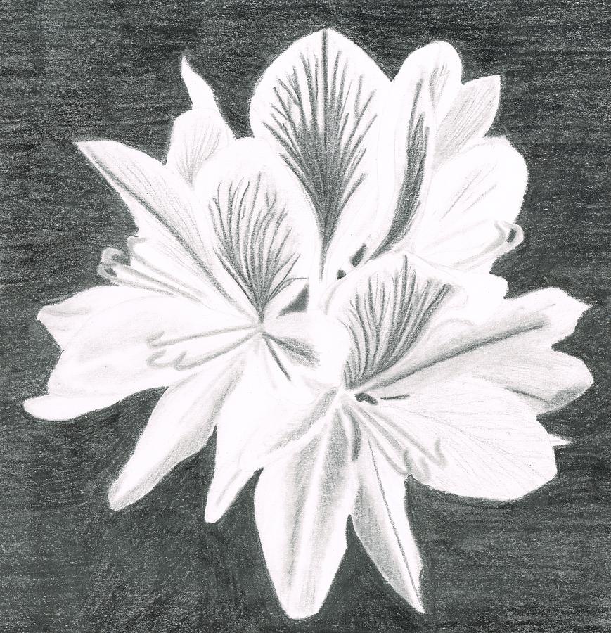 869x900 Water Hyacinth Drawing - Water Hyacinth Drawing