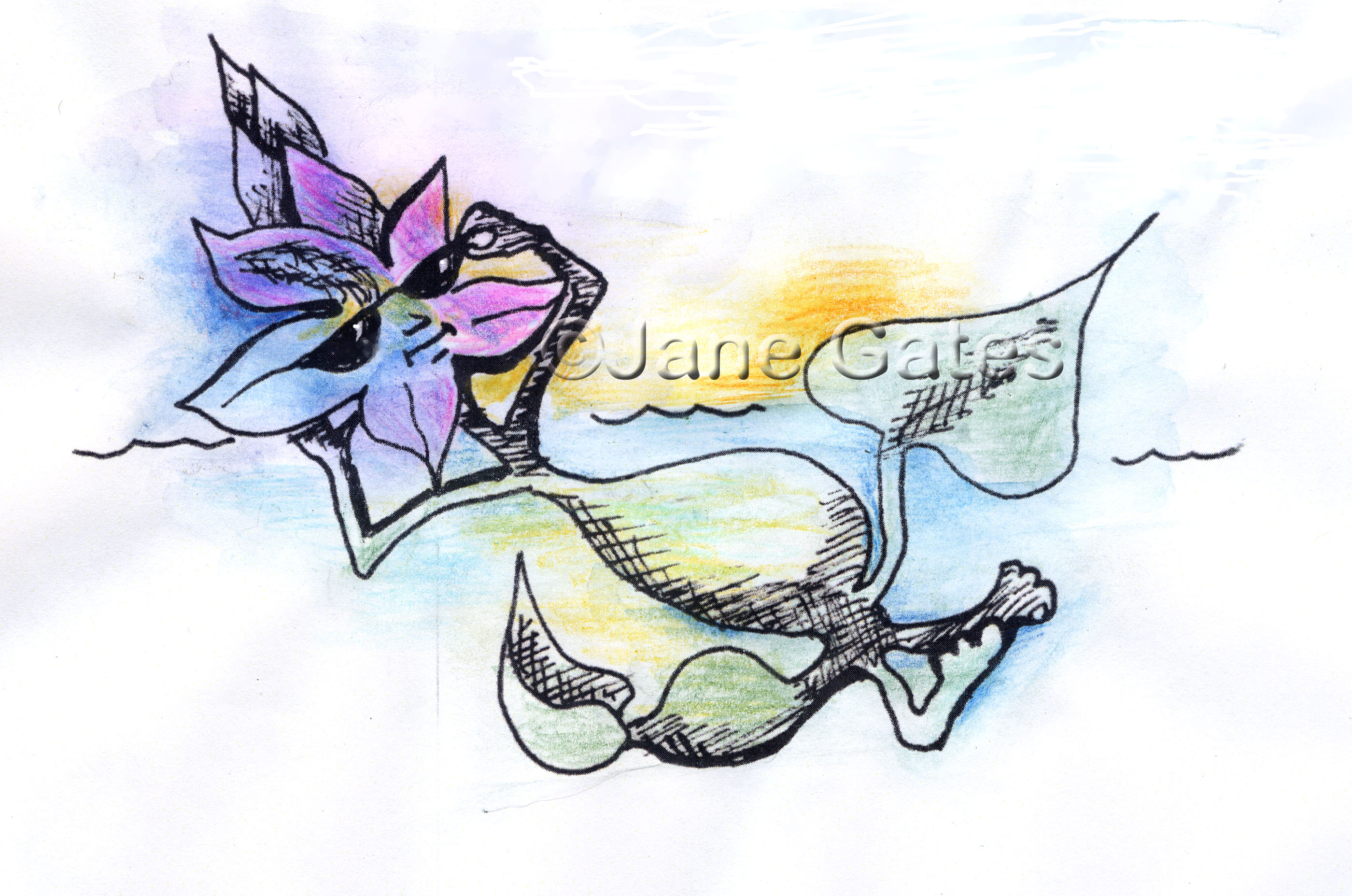 2800x1855 water hyacinth the art of jane schwartz gates - Water Hyacinth Drawing