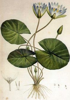 236x335 Water Lily Botanical Drawings - Water Hyacinth Drawing