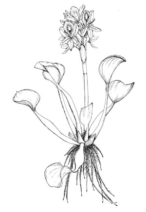 300x436 Eichhornia Species - Water Hyacinth Drawing
