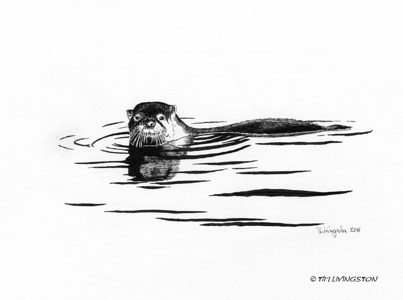 800x597 Otter In The Water The Forester Artist - Water Ink Drawing