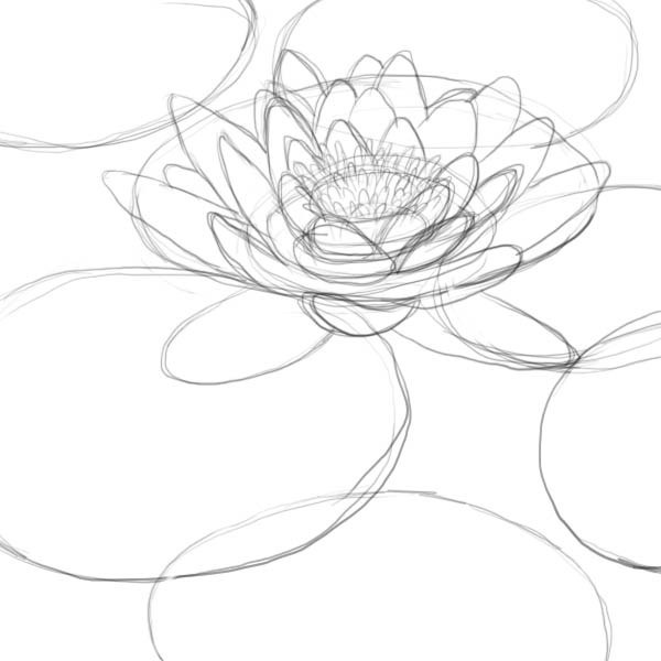 600x600 How To Draw A Lily Pad - Water Lily Drawing
