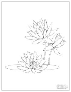 236x308 how to draw a water lily and pad step - Water Lily Drawing