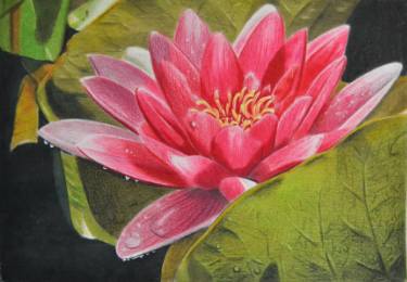 375x260 water lily drawing - Water Lily Drawing